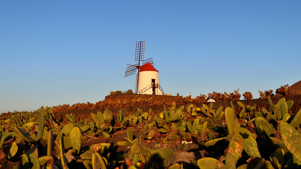Canarias / Canary Islands, Lanzarote, Jardín de Cactus, windmill